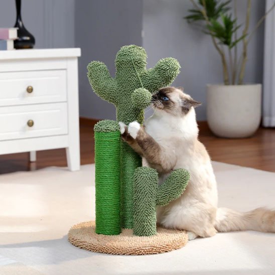 Griffoir chat aux allures de cactus vert