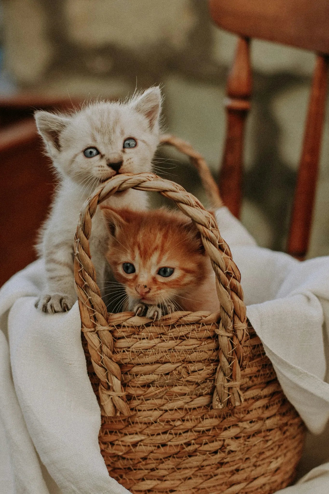 panier avec deux chatons