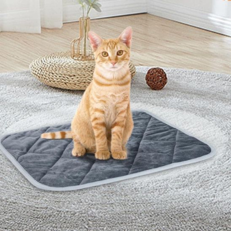 Coussin pour chat avec un chat roux assis dans le salon