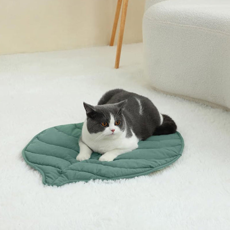 Coussin chat feuille verte avec chat gris et blanc allongé