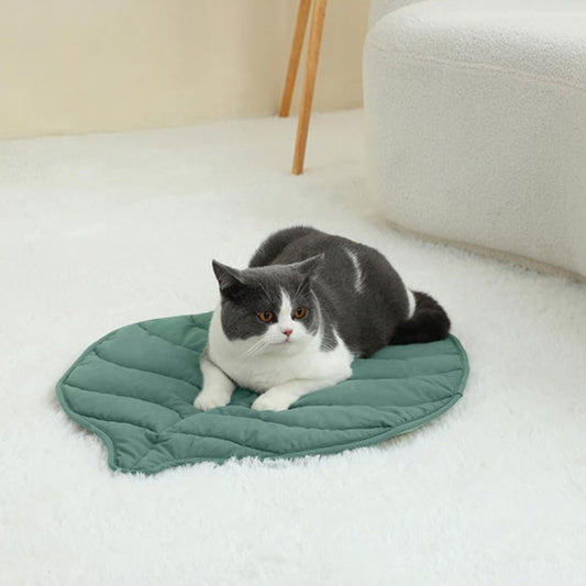 Coussin chat feuille verte avec chat gris et blanc allongé