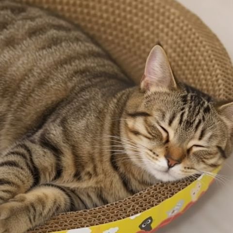 Griffoir en carton pour chat tigré reposant